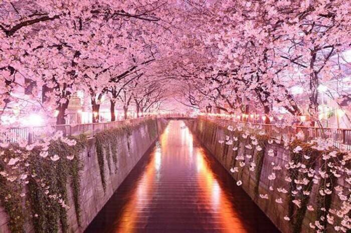 Cherry-BLossoms.jpg