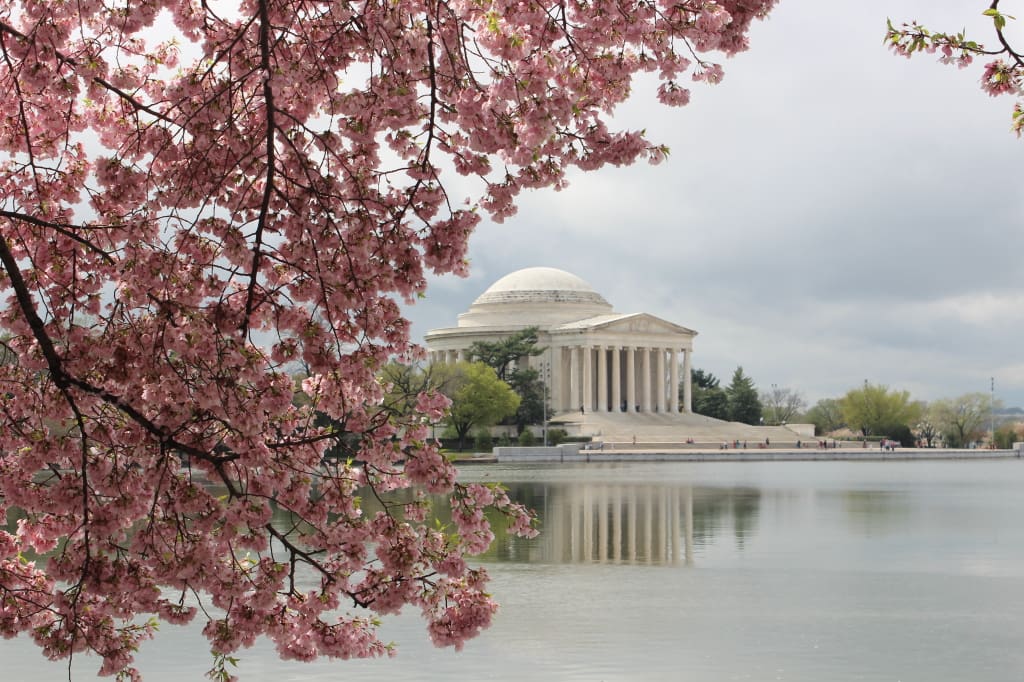 Worlds' Most Dramatic Cherry Blossom and Tulip Festivals | Wicked Good