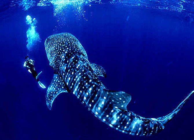 Swimming With Whale Sharks At Ningaloo Reef Australia Wicked