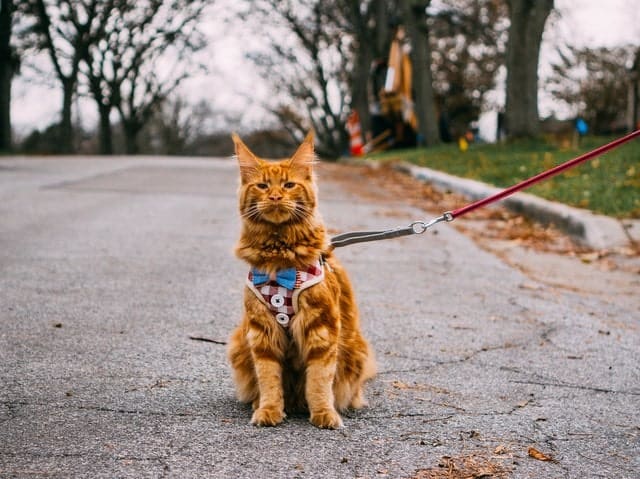 Cat Travel Tips