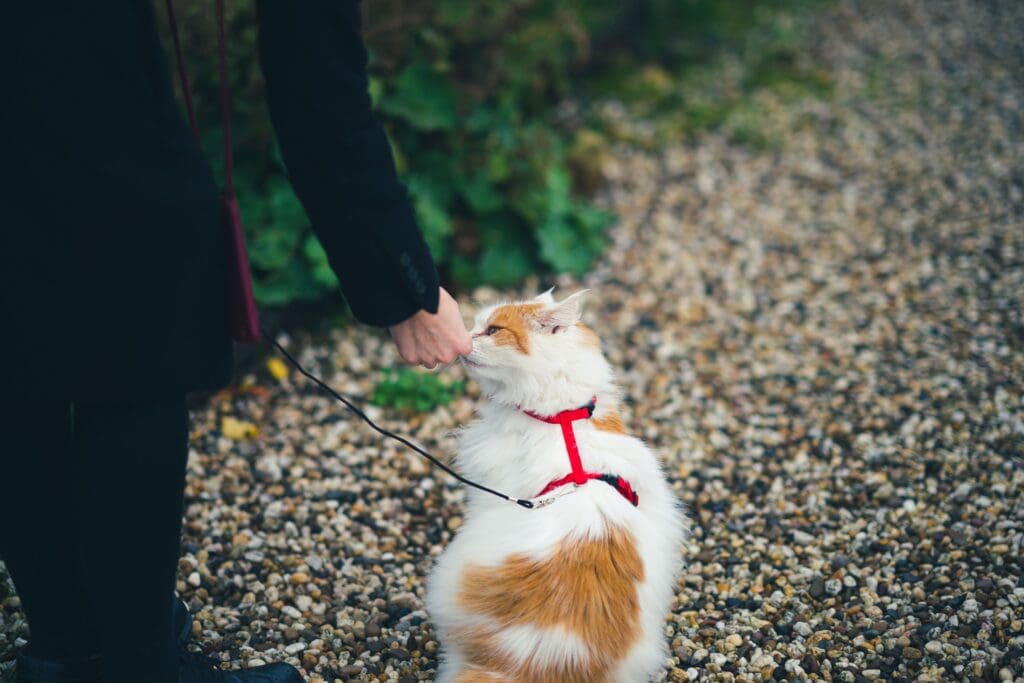 Cat Travel Tips